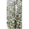 EUCALYPTUS PRESERVED FROSTED Basil EUCALYPTUS PRESERVED FROSTED Basil